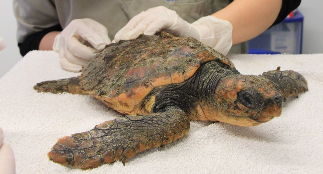 Jeune tortue Caouanne (Caretta caretta) – Crédit photo : LPO Aquitaine
