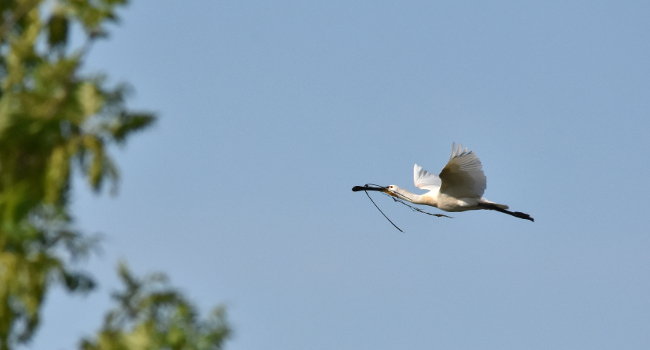 Spatule blanche (Platalea leucorodia) avec des matériaux pour son nid – Crédit photo : Bernard Deceuninck