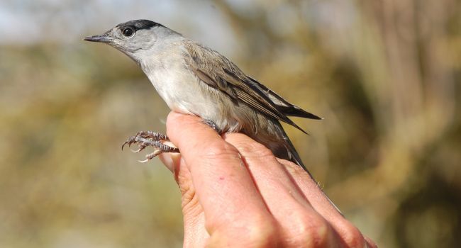 Le 200 000e oiseau bagué sur la Réserve naturelle de Moëze-Oléron est une Fauvette à tête noire (Sylvia atricapilla) - Crédit photo : Réserve de Moëze-Oléron / LPO 