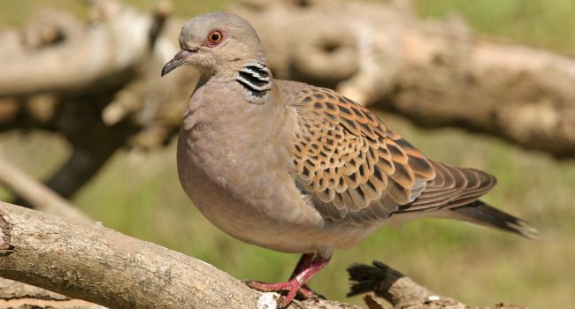 Tourterelle des bois (Streptopelia turtur) - Crédit photo : Aurélien Audevard