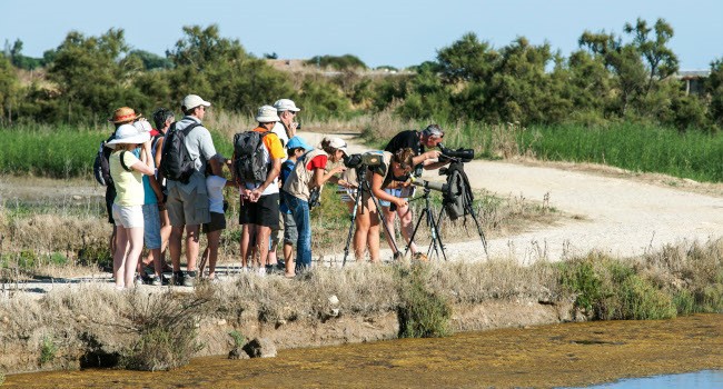 Séjour nature LPO (Ile de Ré) - Crédit photo : LPO Maison du Fier