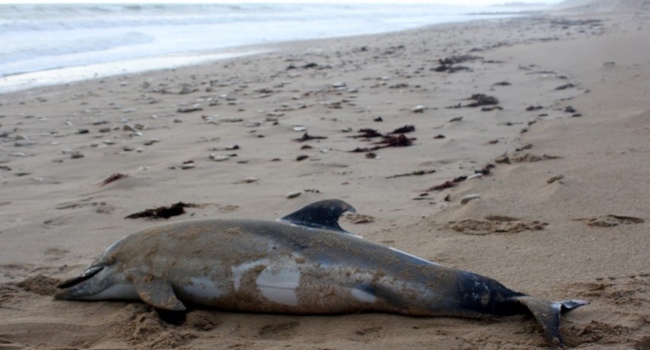 Dauphin échoué sur une plage (Tursiops truncatus) - Crédit photo : Re Nature Environnement