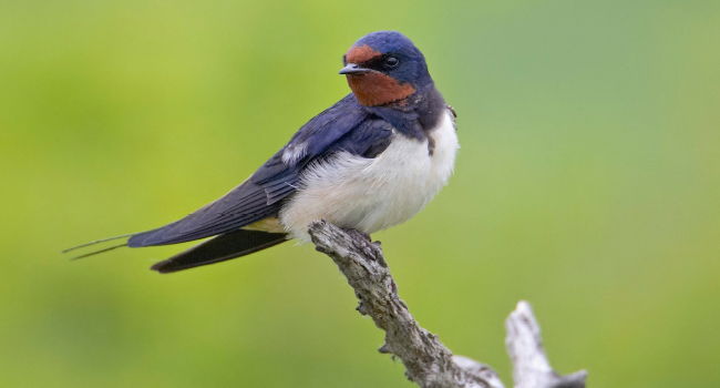 Hirondelle rustique (Hirundo rustica) - Crédit photo : Markus Varesvuo