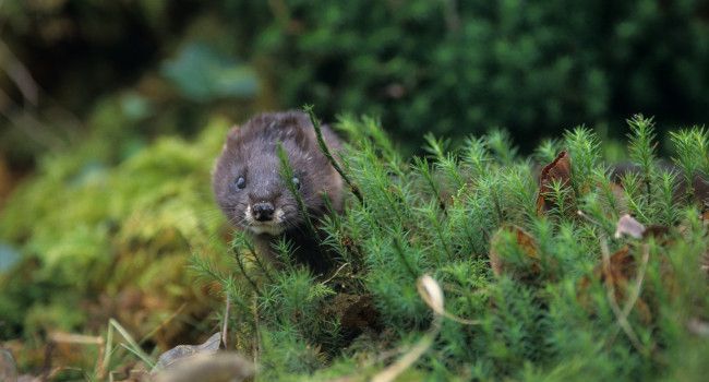 Vison d'Europe (Mustela lutreola) – Crédit photo : Gilles Martin