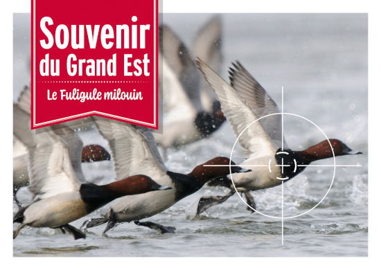 cartepostale grand est 1 550