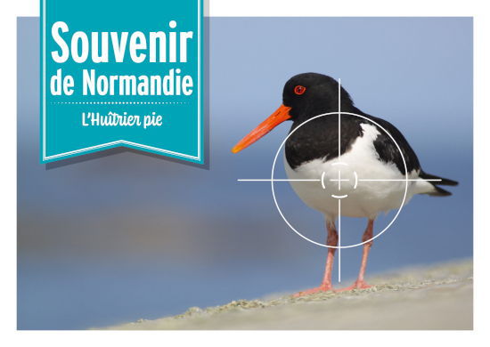 cartepostale normandie 1 550