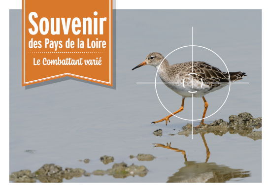 cartepostale pays de la loire 1 550