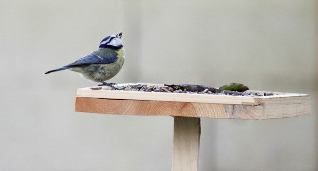 Mésange bleue (Cyanistes caeruleus) – Crédit photo : Ophélie Ricci / MNHN