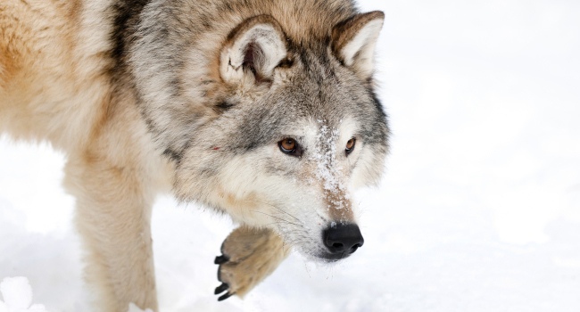 Loup gris (Canis lupus) - Crédit photo : Natur'Ailes