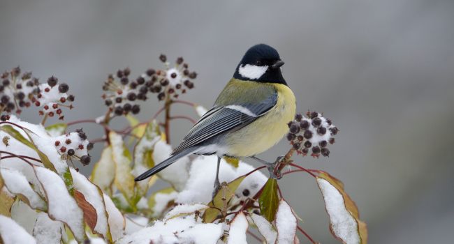 Mésange domestique (Parus major), observée dans plus de 83% des jardins participants - Crédit photo : Fabrice Cahez