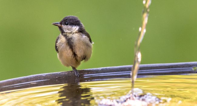 Mésange charbonnière (Parus major) Crédit photo : Christophe Geyres