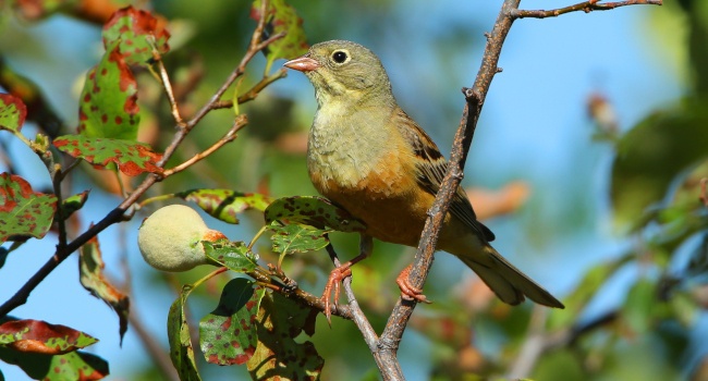 Bruant ortolan (Emberiza hortulana) - Crédit Photo : Aurelien Audevard