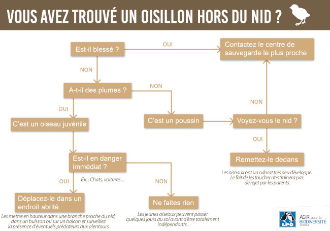 cle oisillons lpo france 650