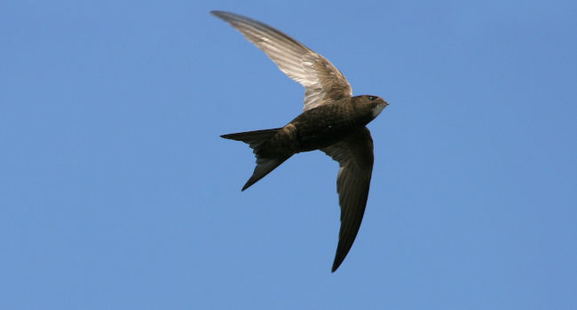 Martinet noir (Apus apus) - Crédit photo : Aurélien Audevard