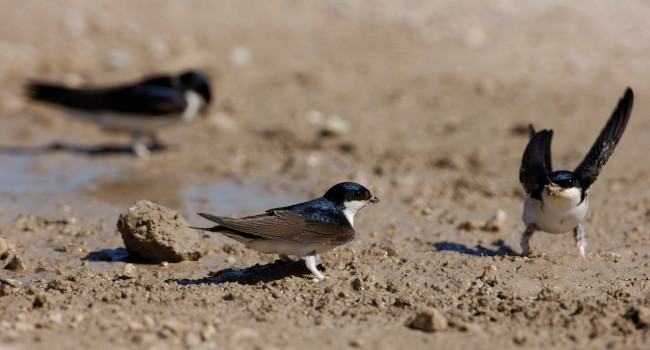 Hirondelle de fenêtre (Delichon urbicum) - Crédit photo : Fabrice Cahez