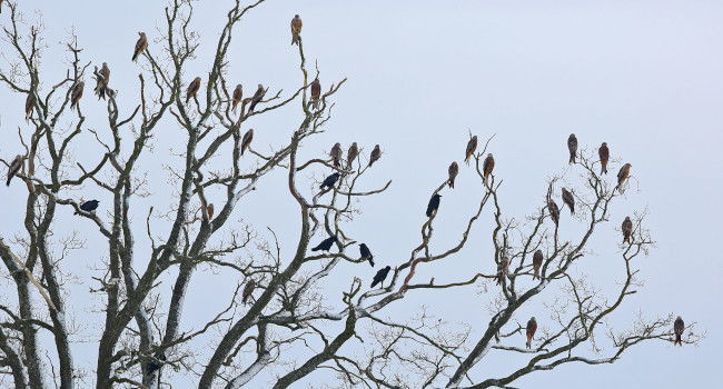 Milan Royal (Milvus milvus) – Crédit photo :  Adrian Aebischer