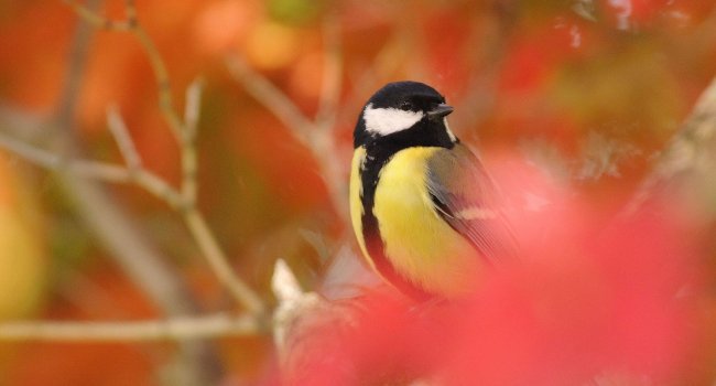 Mésange charbonnière (Parus major) - Crédit photo : Jean Bisetti 