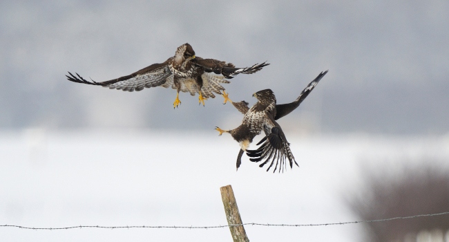 Buse variable (Buteo buteo) - Crédit photo : Fabrice Cahez