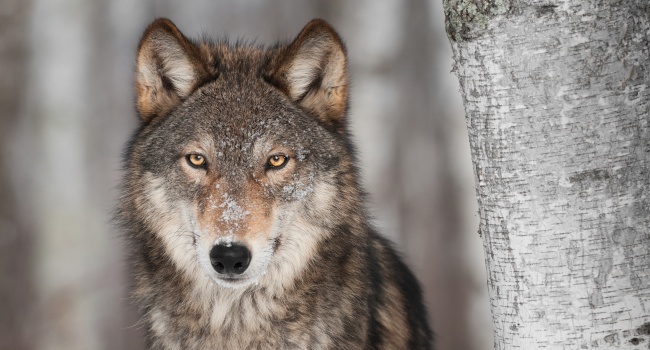 Loup gris (Canis lupus) - Crédit photo : Natur'Ailes
