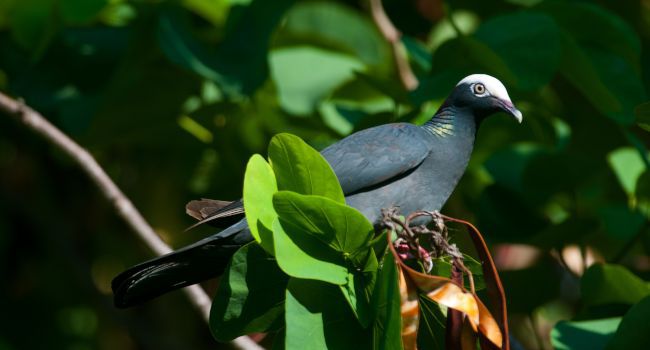 Pigeon à couronne blanche (Patagioenas leucocephala) – Crédit photo : Frantz Duzont