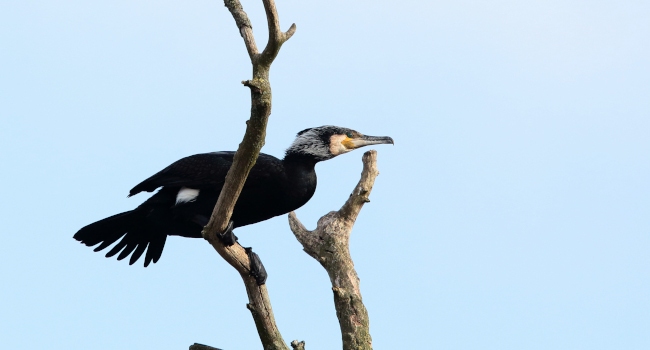 Grand cormoran (Phalacrocorax carbo) - Crédit photo : A. Boullah / LPO