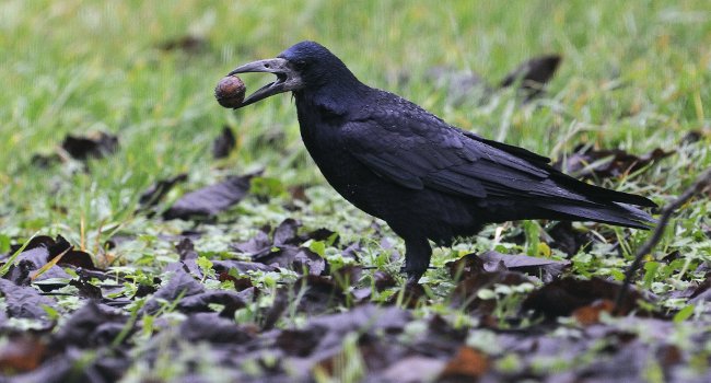 Corbeau freux (Corvus frugilegus) - Crédit photo : Fabrice Cahez