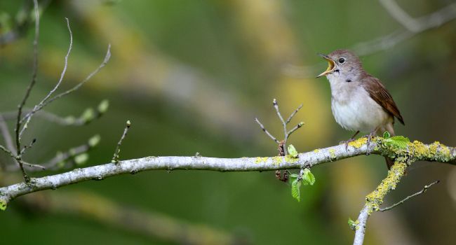 Rossignol philomèle (Luscinia megarhynchos) - Crédit photo : Emile Barbelette 