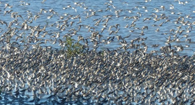 calidris pusilla 650 o.claessens