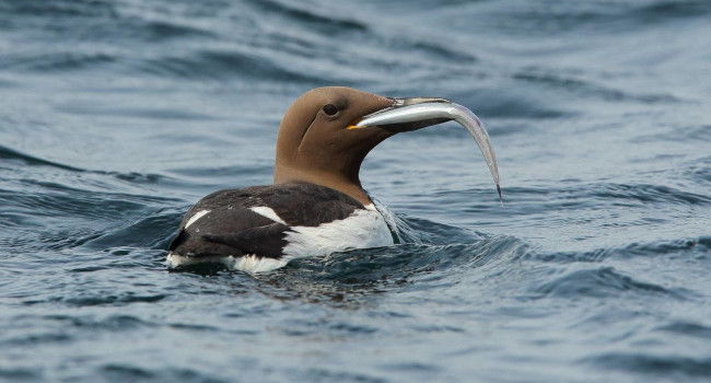 Guillemot de Troïl (Uria aalge) - Crédit photo : Armel Deniau