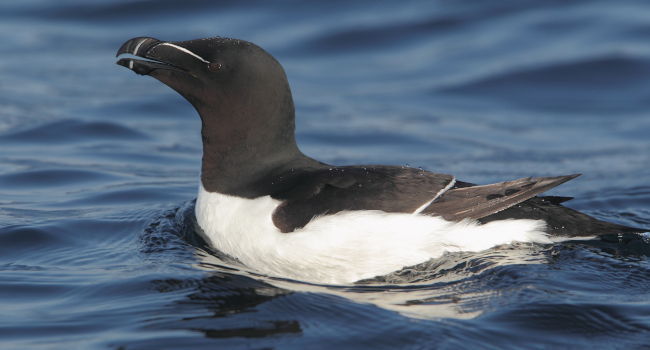 Pingouin torda (Alca torda) - Crédit photo : Armel Deniau