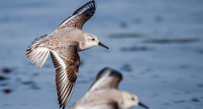 Bécasseau sanderling (Calidris alba) - Crédit photo : Patrick Beaurain