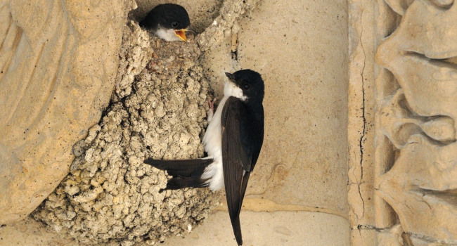 Hirondelles de fenêtre (Delichon urbicum) - Crédit photo:  LPO IDF / JJ. Boujot