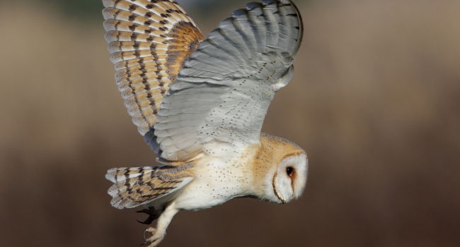 Effraie des clochers (Tyto alba) – Crédit photo : Christian Aussaguel