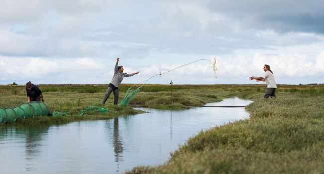 Réserve intégrale de Bellevue à Moëze-Oléron, février 2017 - L'équipe de la réserve procède à une pêche scientifique afin de mieux connaître le rôle des prés salés pour les poissons marins - Crédit photo : David Pacaud