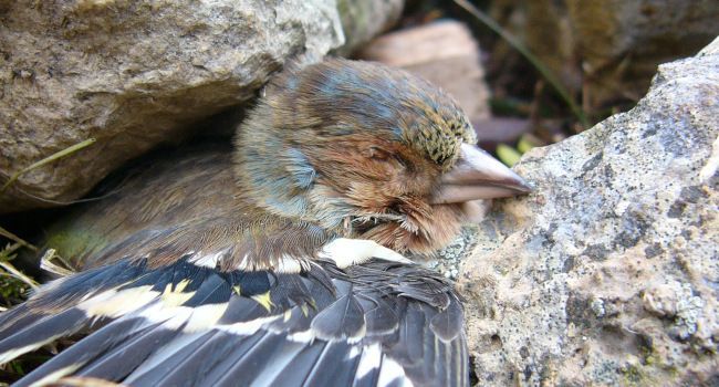 Pinson des arbres (Fringilla coelebs) - Crédit photo : CABS