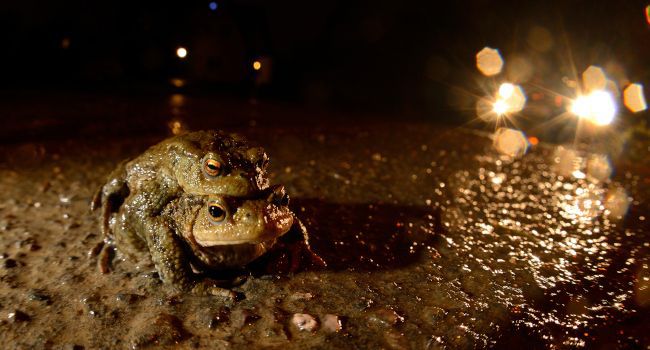 Accouplement de Crapauds communs (Bufo bufo) - Crédit photo : Ben Andrew (rspb-images.com)