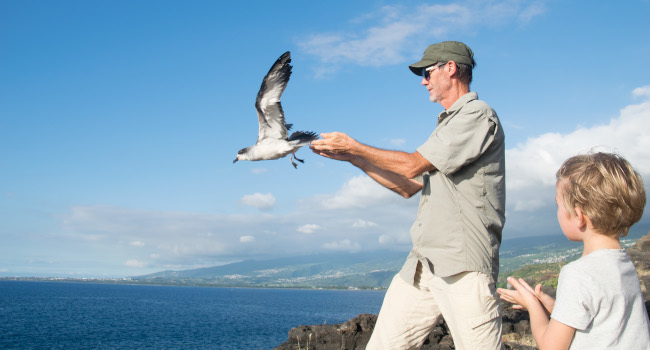 Relâcher d'un jeune Pétrel de barau (Pterodroma baraui) - Crédit photo : Serge Garnier 