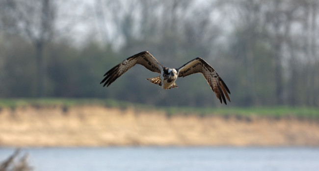 Balbuzard pêcheur (Pandion haliaetus) en vol – Crédit photo : Fabrice Cahez