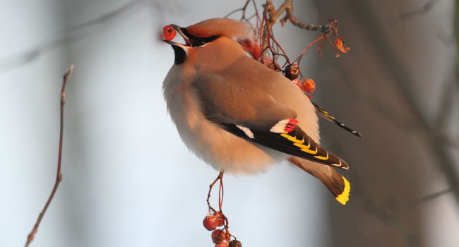 Jaseur boréal (Bombycilla garrulus) - Crédit photo : Laurent Cocherel