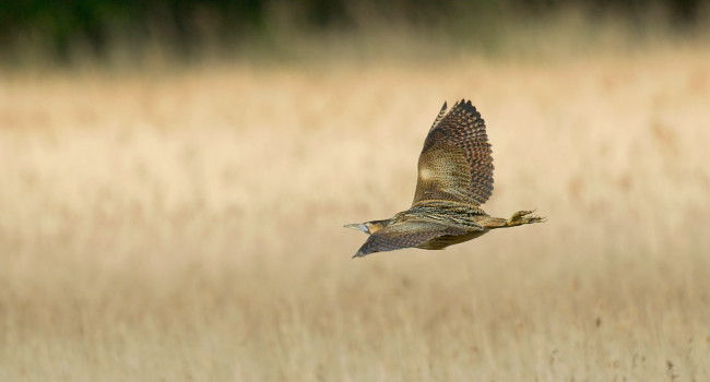 Butor étoilé (Botaurus stellaris) - Crédit photo : John Bridges (rspb-images.com)