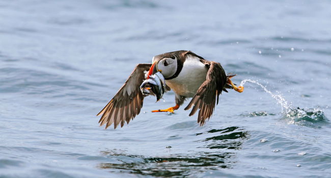 Macareux moine (Fratercula arctica) - Crédit photo : Armel Deniau