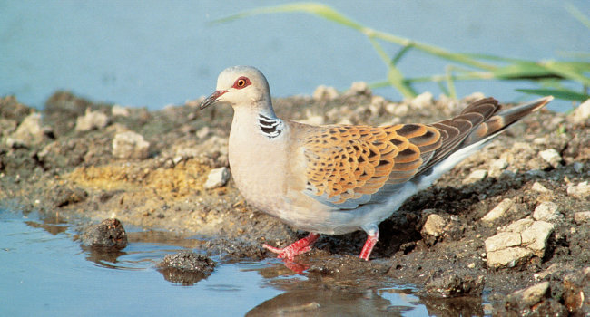 Tourterelle des bois (Streptopelia turtur) - Crédit photo : Claude Guihard / LPO