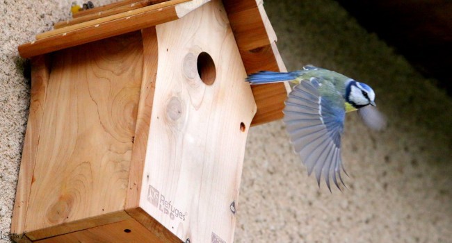 Mésange bleue (Cyanistes caeruleus) - Crédit photo : Laetitia Hummel