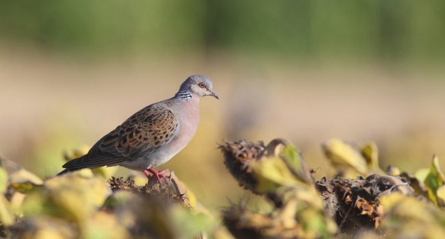 Tourterelle des bois (Streptopelia turtur) - Crédit photo : E. Barbelette