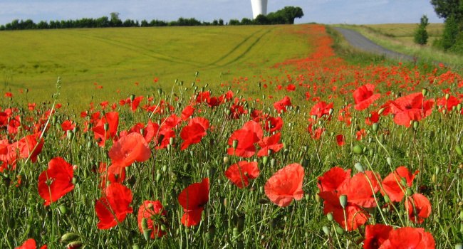 papaver rhoeas emmanuelle champion1650x350