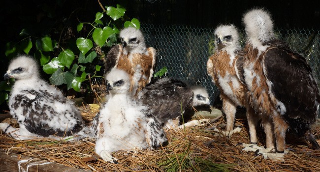 Les premiers jeunes aigles de Bonelli (Aquila fasciata) envoyés en Espagne le 30 avril - Crédit photo : C. Pacteau