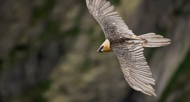 Gypaète barbu (Gypaetus barbatus) - Crédit photo : Thierry Vergely