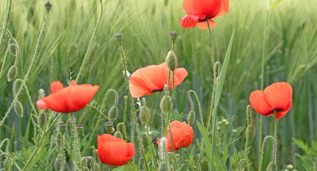 Coquelicots - Crédit photo :  M. Schuppich 