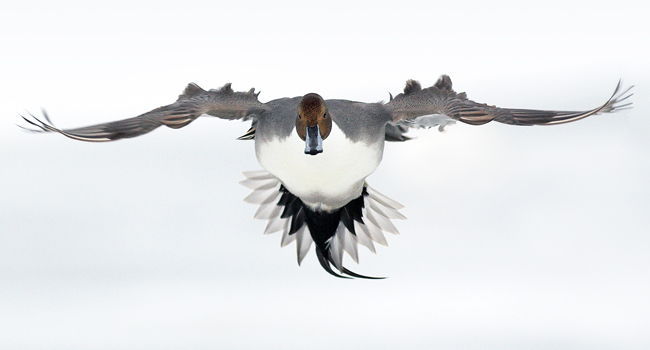 Canard pilet (Anas acuta) - Crédit photo : Thierry Vezon