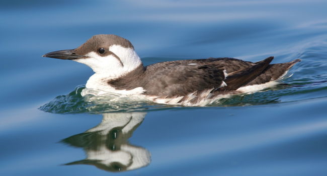 Guillemot de Troïl (Uria aalge) - Crédit photo : Julien Gernigon / LPO